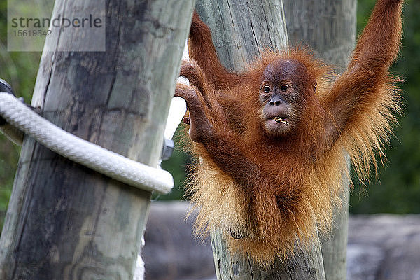 Orang-Utan hängt an einem Baum