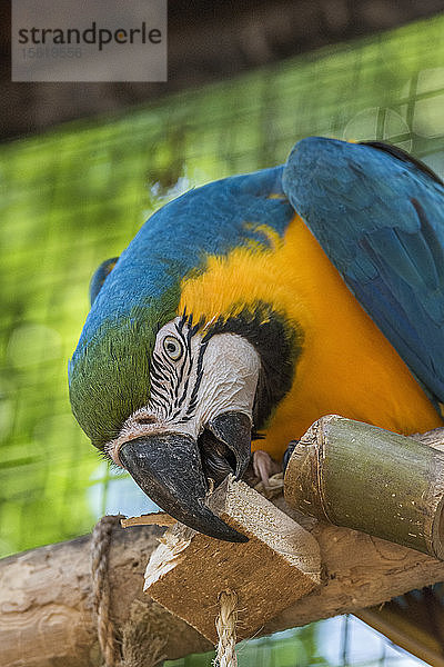 Porträt eines blau-gelben Aras (Ara ararauna) im Parqueï¾ dasï¾ Aves  Parana  Brasilien