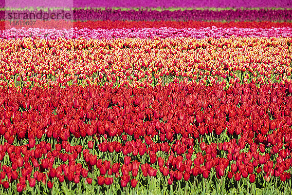 Bunte Tulpenfelder im Vorfrühling