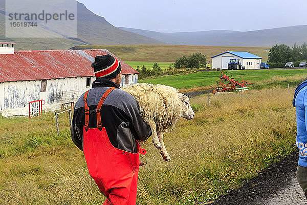 Ein isländischer Mann trägt ein Schaf während des jährlichen Herbstschafauftriebs in Vatnsdalur  Island. Jedes Jahr im September werden über 10 000 isländische Schafe nach Hause getrieben  nachdem sie den ganzen Sommer über frei in den Bergen und Tälern geweidet haben. Dieser Schafstrieb  Rettir genannt  ist eine der ältesten kulturellen Traditionen Islands.