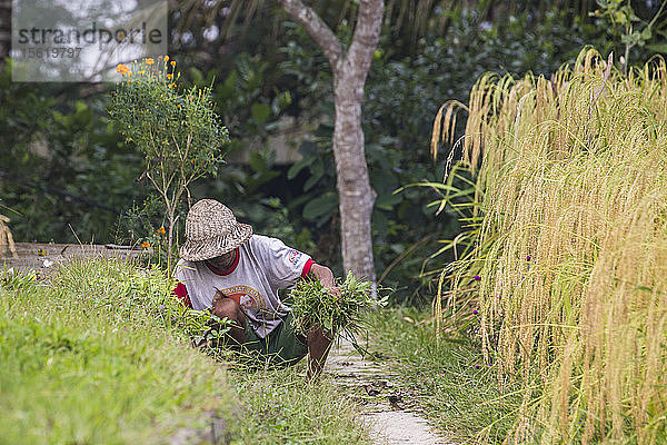Ein Bauer kümmert sich um seine Ernte in den Reisfeldern außerhalb von Ubud  Bali  Indonesien