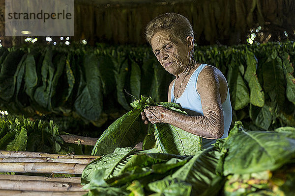 Ältere Frau beim Auffädeln und Trocknen von Tabakblättern  Vinales  Provinz Pinar del Rio  Kuba