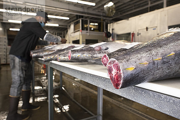 Sushi-Sortierung in einer Fischverarbeitungsanlage in San Diego  Kalifornien  USA