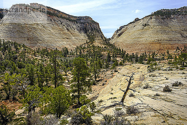 Majestätische Landschaft mit Hügeln und Wäldern  Zion National Park  Utah  USA