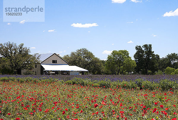 Rote Mohnblumen und Lavendelreihen sind farbenfrohe Gewächse bei Becker Vineyards in Stonewall  Texas.