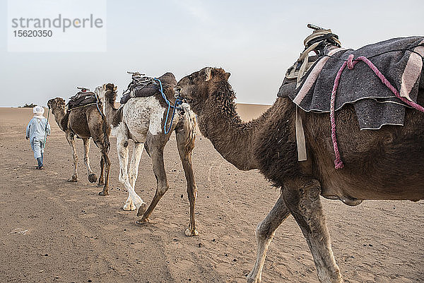 Kamelzug in der Wüste Sahara  Merzouga  Marokko