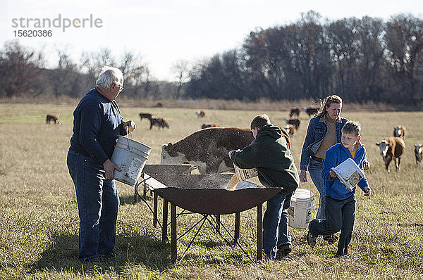 Eine bäuerliche Familie mit mehreren Generationen  die an einem sonnigen Herbsttag ihre Kühe von Hand auf einem offenen Feld füttert.