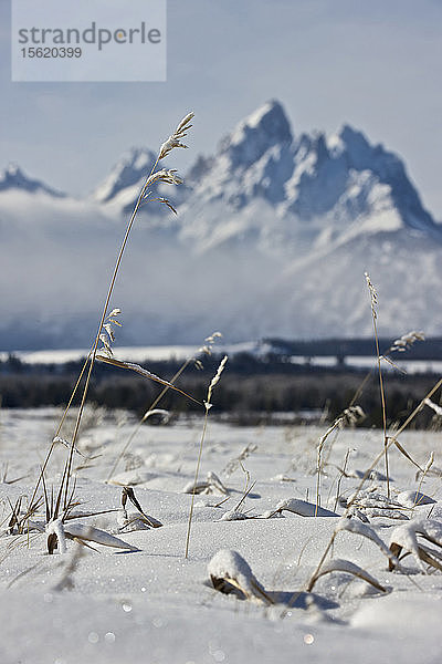 Die Teton Mountain Range und der Grand Teton sind unscharf  im Vordergrund ein schneebedecktes Feld mit Weizenpflanzen  die durch den Schnee sprießen  in Jackson Hole  Wyoming.