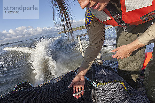 Die Umweltwissenschaftlerin Lauren Damon vom California Department of Fish and Wildlife führt im Frühjahr ein Kodiak-Schleppnetz für Delta Smelt im kalifornischen Delta bei Antioch  CA  durch. Sie fanden nur einen erwachsenen Fisch. Ihre Assistentin ist Chelsea Lewis. Hier fingen sie einen kleinen Lachs auf dem Weg ins Meer.