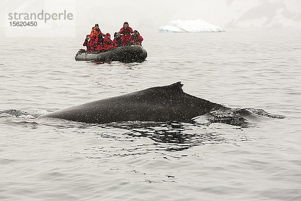 Foto eines Buckelwals (Megaptera novaeangliae) über Wasser und Männer auf einem Schlauchboot während einer Expedition. Die Wale wandern im Sommer hierher  um sich vom Krill zu ernähren. Die Krillbestände sind um über 50 % zurückgegangen. Sie ernähren sich von Algen  die auf der Unterseite des Meereises wachsen. Wenn das Meereis schmilzt  gehen sowohl Algen als auch Krill zurück.