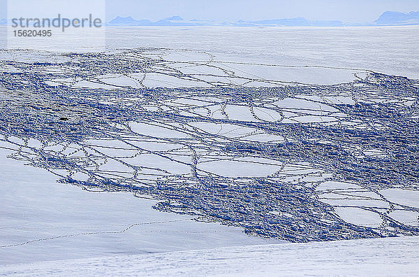 Ein Moschusochse und Schneespuren im Neuschnee auf den sanften Hügeln von Jameson Land