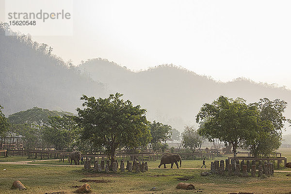 Elefanten und Mahouts durchqueren den Park  um morgens aus dem Fluss zu trinken  Chiang Mai  Thailand
