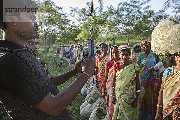 Teepflückerinnen stellen sich zum Wiegen ihrer Ernte in Assam  Indien  auf