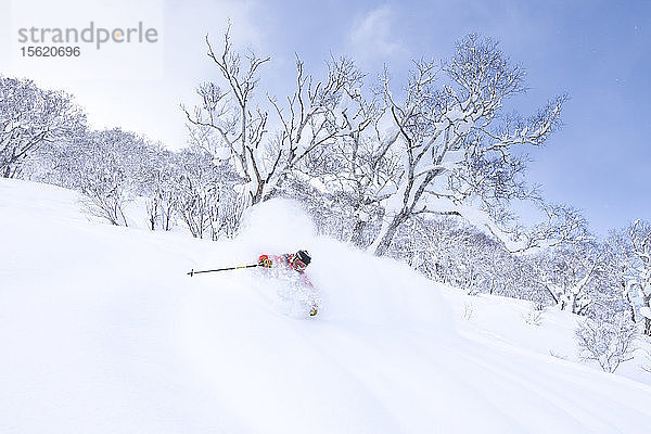 Ein männlicher Skifahrer fährt einen Tiefschneehang im Skigebiet Niseko United auf der japanischen Insel Hokkaido hinunter und bekommt dabei einen Schlag ins Gesicht. Niseko United besteht aus vier Skigebieten auf einem Berg  dem Annupuri (1.308 m). Der 100 km südlich von Sapporo gelegene Niseko Annupuri ist Teil des Quasi-Nationalparks Niseko-Shakotan-Otaru Kaigan und ist der östlichste Park der Niseko-Vulkangruppe. Hokkaido  die nördliche Insel Japans  liegt geografisch ideal in der Bahn der beständigen Wettersysteme  die die kalte Luft aus Sibirien über das Japanische Meer bringen. Dies führt dazu  dass viele der Skigebiete mit Pulverschnee überhäuft werden  der für seine unglaubliche Trockenheit bekannt ist. In einigen der Skigebiete Hokkaidos fallen durchschnittlich 14-18 Meter Schnee pro Jahr. Niseko ist die Pulverschneehauptstadt der Welt und als solche das beliebteste internationale Skigebiet in Japan. Es bietet ein unvergessliches Erlebnis für Skifahrer und Snowboarder aller Niveaus.