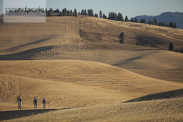 Drei Radfahrer auf dem Weg durch die hügelige Landschaft des Palouse in Moskau  Idaho