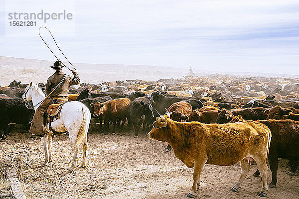 Ein Cowboy schwingt sein Lasso  um die Herde während eines routinemäßigen Herdentriebs in Bewegung zu halten