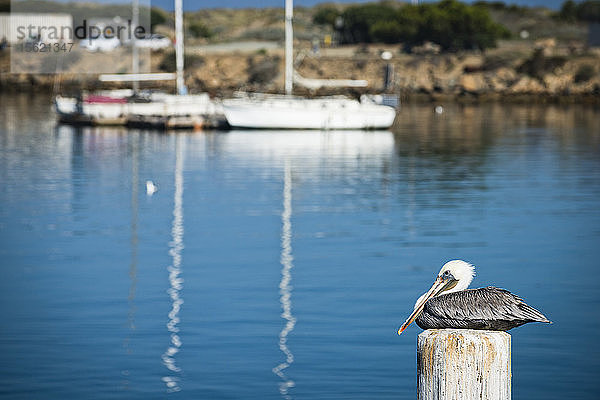 Ein Pelikan sitzt auf einem Pfahl im Fischereihafen von Morro Bay  Kalifornien.