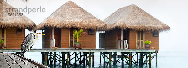 Reiher auf dem Steg in der Nähe der Stelzenhütten des Hotels auf der Insel Meeru