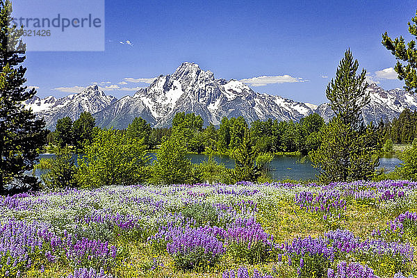 Grand-Teton-Nationalpark  Wyoming: Blick auf die Tetons vom Christian Pond Gebiet.