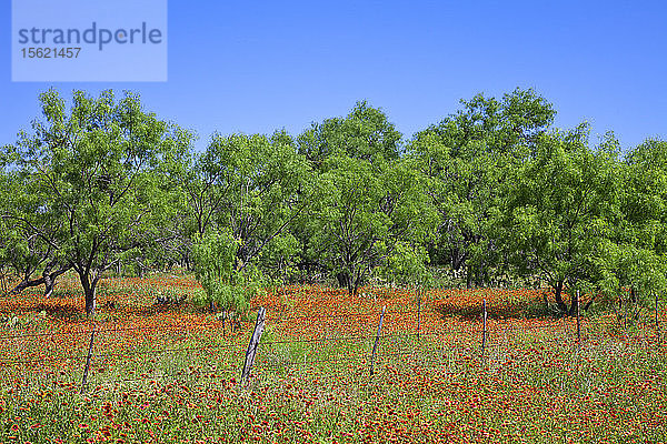 Ein Feld mit rot-orangefarbenem Indian Blanket (Gaillardia pulchella) flankiert Mesquite-Bäume an der FM (Farm-to-Market) Road 1431  westlich von Marble Falls  Burnet County  Zentraltexas.