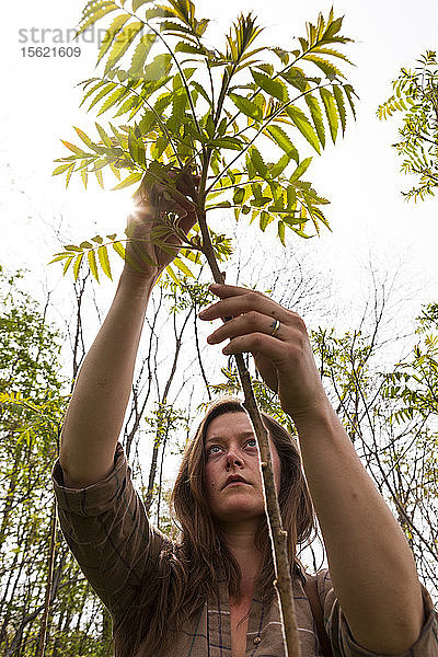 Ein professioneller Sammler sammelt Blätter von einem Sumachstrauch  wobei er darauf achtet  nur einige wenige von jeder Pflanze zu nehmen  um die Pflanze nicht zu beschädigen.