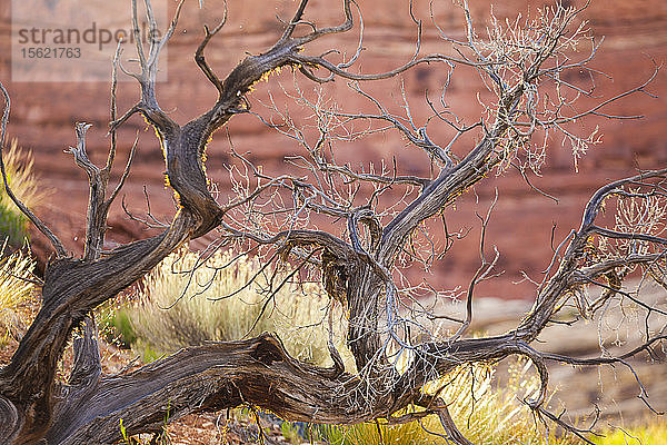 Verdrehte Äste von Salbeibüschen (Artemisia sp.) im Water Canyon  Canyonlands National Park  Utah.