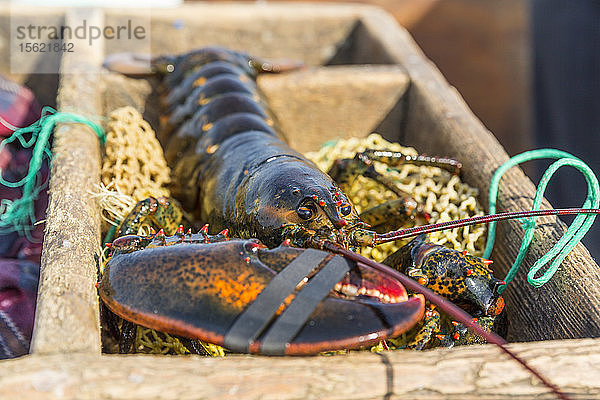 Ein kürzlich gefangener Hummer auf einem Köderbeutel bei der Friendship Lobster Co-op in Friendship  Maine