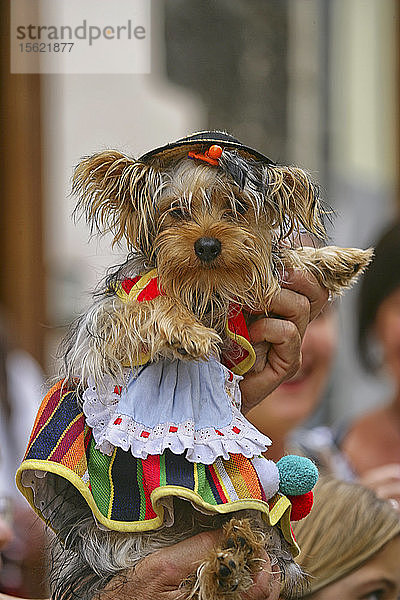 Nahaufnahme eines Hundes in traditioneller Kleidung während des Fronleichnamsfestes in Spanien