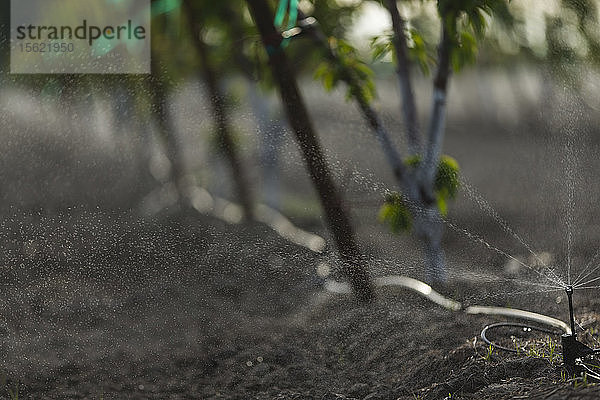 Mikro-Sprinkler in einem Kirschgarten  Riverdale  CA