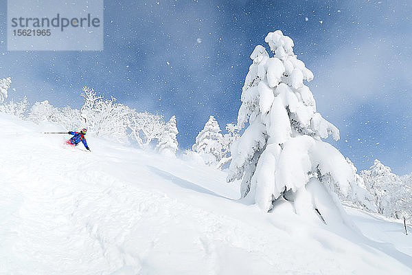 Ein männlicher Skifahrer fährt im tiefen Pulverschnee. Die Bäume sind mit einer weißen Schicht bedeckt und der Himmel ist blau. Eine märchenhafte Landschaft. Hokkaido  die nördliche Insel Japans  liegt geografisch ideal in der Bahn der beständigen Wettersysteme  die kalte Luft aus Sibirien über das Japanische Meer bringen. Dies führt dazu  dass viele der Skigebiete mit Pulverschnee überschwemmt werden  der für seine unglaubliche Trockenheit bekannt ist. In einigen der Skigebiete von Hokkaido fallen durchschnittlich 14-18 Meter Schnee pro Jahr.