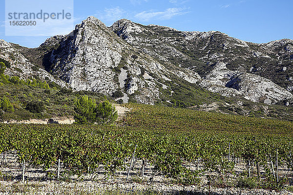 Die Weinberge erstrecken sich bis zum Fuß der Alpilles  hier die Hochebene von La Caume. Fünfzehn Meilen lang und bis zu 1270 Fuß hoch  verläuft die Bergkette Les Alpilles zwischen den Flüssen Durance und Rhone in der Provence  Südfrankreich. Dieser Blick ist von der D5  unmittelbar südlich von Glanum  auf dem Weg nach Les Baux.