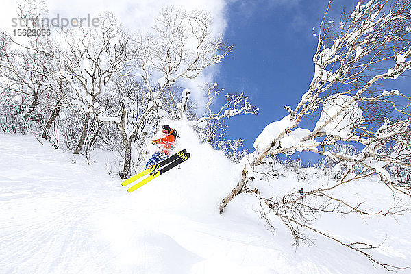 Ein männlicher Skifahrer springt durch die Bäume auf eine Tiefschneepiste im Skigebiet Niseko United auf der japanischen Insel Hokkaido. Niseko United besteht aus vier Skigebieten auf einem Berg  dem Annupuri (1.308 m). Der 100 km südlich von Sapporo gelegene Niseko Annupuri ist Teil des Quasi-Nationalparks Niseko-Shakotan-Otaru Kaigan und ist der östlichste Park der Niseko-Vulkangruppe. Hokkaido  die nördliche Insel Japans  liegt geografisch ideal in der Bahn der beständigen Wettersysteme  die die kalte Luft aus Sibirien über das Japanische Meer bringen. Dies führt dazu  dass viele der Skigebiete mit Pulverschnee überhäuft werden  der für seine unglaubliche Trockenheit bekannt ist. In einigen der Skigebiete Hokkaidos fallen durchschnittlich 14-18 Meter Schnee pro Jahr. Niseko ist die Pulverschneehauptstadt der Welt und als solche das beliebteste internationale Skigebiet in Japan. Es bietet ein unvergessliches Erlebnis für Skifahrer und Snowboarder aller Niveaus.