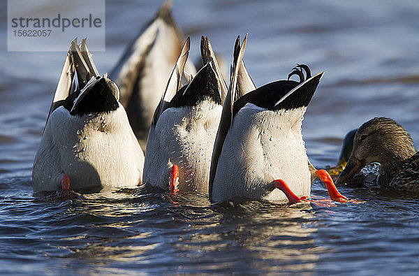 Stockenten (Anas platyrhynchos)  deren Schwänze aus dem Wasser ragen  fressen an einem Spätwintertag im Saco River in Saco  Maine  unter der Wasseroberfläche.