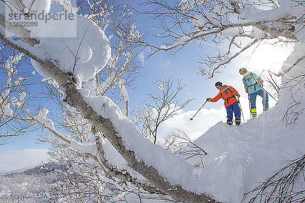 Eine Freeriderin und ein Freerider stehen auf einem schneebedeckten Baum und suchen nach der besten Piste für die Abfahrt vom Vulkan Annupuri im Skigebiet Niseko United. Der Schnee auf der japanischen Insel Hokkaido ist so weich  dass er ein Paradies für Tiefschneefahrer ist. Niseko United besteht aus vier Skigebieten auf einem Berg  dem Annupuri (1.308 m). Der 100 km südlich von Sapporo gelegene Niseko Annupuri ist ein Teil des Quasi-Nationalparks Niseko-Shakotan-Otaru Kaigan und der östlichste Park der Niseko-Vulkangruppe. Hokkaido  die nördliche Insel Japans  liegt geografisch ideal in der Bahn der beständigen Wettersysteme  die die kalte Luft aus Sibirien über das Japanische Meer bringen. Dies führt dazu  dass viele der Skigebiete mit Pulverschnee überhäuft werden  der für seine unglaubliche Trockenheit bekannt ist. In einigen der Skigebiete Hokkaidos fallen durchschnittlich 14-18 Meter Schnee pro Jahr. Niseko ist die Pulverschneehauptstadt der Welt und als solche das beliebteste internationale Skigebiet in Japan. Es bietet ein unvergessliches Erlebnis für Skifahrer und Snowboarder aller Niveaus.