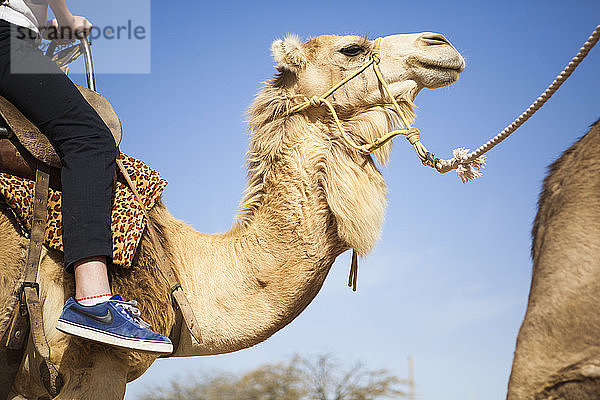 Ein Mädchen reitet auf einem Kamel in Khan Be'erotayim in Ezuz  Israel.