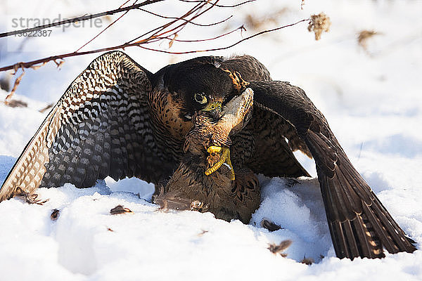 Nahaufnahme eines Falken mit einem gejagten Fasan auf Schnee