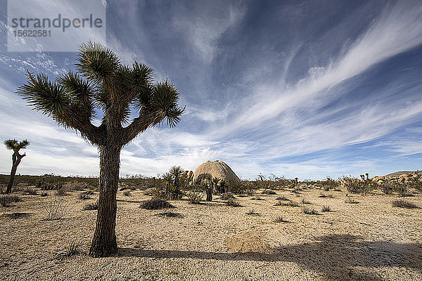 Der Himmel über dem Joshua Tree National Park ist wolkenverhangen.