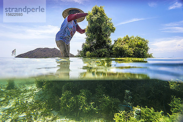 Seetangfarm.Sumbawa.Indonesien.