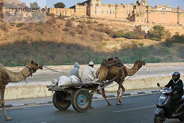 Kamele tragen einen Handelskarren auf dem Weg zum Roten Fort in Jaipur  Indien.