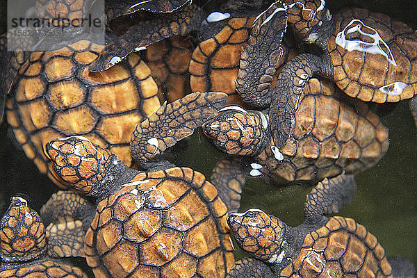 Grüne Meeresschildkröten (Chelonia mydas)  Schildkrötenbrutstätte  Kosgoda  Sri Lanka  Indischer Ozean  Asien