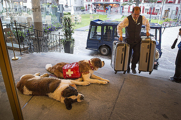 Ein Hotelportier trägt zwei Koffer  während er an zwei Bernhardinerhunden vorbeigeht  die auf der Veranda des Grand Hotel Zermatterhof in Zermatt  Schweiz  liegen.