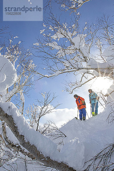 Eine Freeriderin und ein Freerider stehen auf einem schneebedeckten Baum und suchen nach der besten Piste für die Abfahrt vom Vulkan Annupuri im Skigebiet Niseko United. Der Schnee auf der japanischen Insel Hokkaido ist so weich  dass er ein Paradies für Tiefschneefahrer ist. Niseko United besteht aus vier Skigebieten auf einem Berg  dem Annupuri (1.308 m). Der 100 km südlich von Sapporo gelegene Niseko Annupuri ist ein Teil des Quasi-Nationalparks Niseko-Shakotan-Otaru Kaigan und der östlichste Park der Niseko-Vulkangruppe. Hokkaido  die nördliche Insel Japans  liegt geografisch ideal in der Bahn der beständigen Wettersysteme  die die kalte Luft aus Sibirien über das Japanische Meer bringen. Dies führt dazu  dass viele der Skigebiete mit Pulverschnee überhäuft werden  der für seine unglaubliche Trockenheit bekannt ist. In einigen der Skigebiete Hokkaidos fallen durchschnittlich 14-18 Meter Schnee pro Jahr. Niseko ist die Pulverschneehauptstadt der Welt und als solche das beliebteste internationale Skigebiet in Japan. Es bietet ein unvergessliches Erlebnis für Skifahrer und Snowboarder aller Niveaus.
