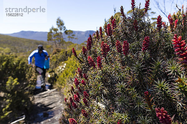 Wanderer wandern auf dem Overland Track in der Nähe des Mount Ossa in der alpinen Wildnis Tasmaniens.