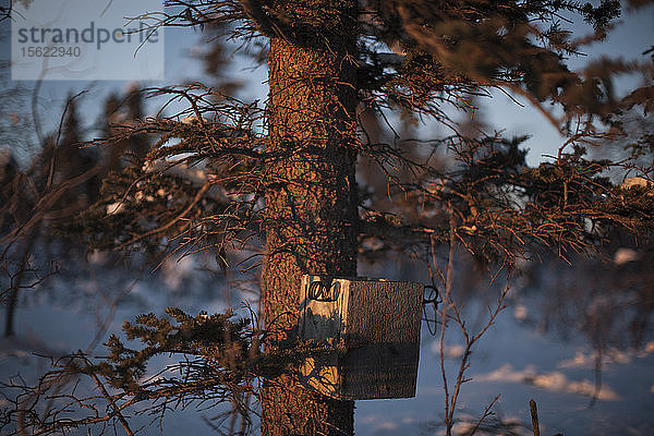 Eine Marderfalle im Yukon-Territorium  17. November 2014. Rafal Gerszak/Aurora Photos