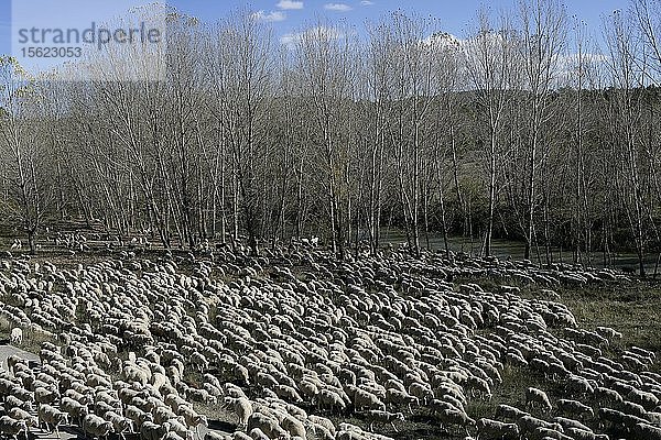 Transhumanz Schafe ab  wenn die ersten Fröste in der Provinz Cuenca kommen. Ende estreme?ï¿½as Land