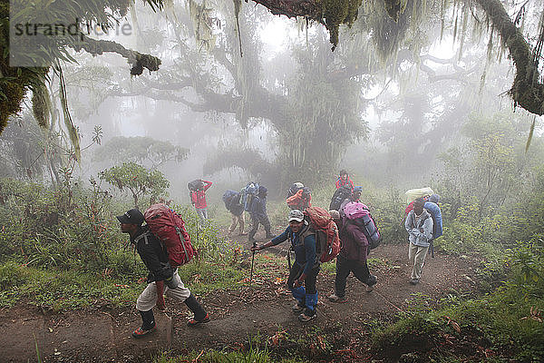 Wanderer  Träger und Führer in einem mystischen Regenwald auf dem Weg zum Mount Meru  einem Berg im Arusha-Nationalpark in Afrika  in der Nähe des Kilimandscharo. Der Kilimandscharo mit seinen drei Vulkankegeln Kibo  Mawenzi und Shira ist ein ruhender Vulkanberg in Tansania. Er ist der höchste Berg Afrikas und erhebt sich von seiner Basis aus etwa 4.877 Meter auf 5.895 Meter über dem Meeresspiegel. Der Berg ist Teil des Kilimandscharo-Nationalparks und ein beliebtes Ziel für Bergsteiger. Der Berg war wegen seiner schwindenden Gletscher Gegenstand zahlreicher wissenschaftlicher Studien. 80 km westlich des Kilimandscharo liegt ein oft übersehener  aber spektakulärer Vulkan - der Mount Meru. Die Menschenmassen  die den Kilimandscharo plagen können  gibt es hier nicht  so dass eine ruhige  friedliche Wanderung möglich ist. Mit einer Höhe von 4.565 m (14.980 Fuß) eignet sich der Meru hervorragend zum Aufwärmen für den Kilimandscharo (19.341 ft/5.895 m). Der Mount Meru liegt im Zentrum des Arusha-Nationalparks  einem wunderschönen Gebiet mit einer Vielzahl von Lebensräumen  in denen es von Wildtieren wimmelt. An den unteren Hängen des Berges und innerhalb des Parks besteht eine gute Chance  Tiere zu beobachten. Ein bewaffneter Ranger begleitet Ihre Gruppe auf der ersten Etappe  um sie vor Bedrohungen durch Wildtiere zu schützen. Der Weg folgt dem Nordrand des Kraters  entlang eines dramatischen Bergrückens. Auf dem Gipfel angekommen  ist der Blick auf den Kilimandscharo und den Meru-Krater unvergesslich.