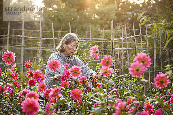 Die Landschaftsarchitektin und Restauratorin Cinda Gaynor schneidet Blumen in ihrem Garten in Nantucket.