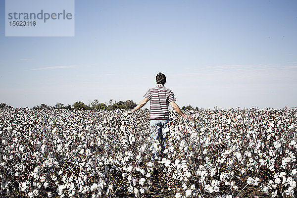 Ein Mann in Jeans geht an einem sonnigen Tag durch ein Baumwollfeld.