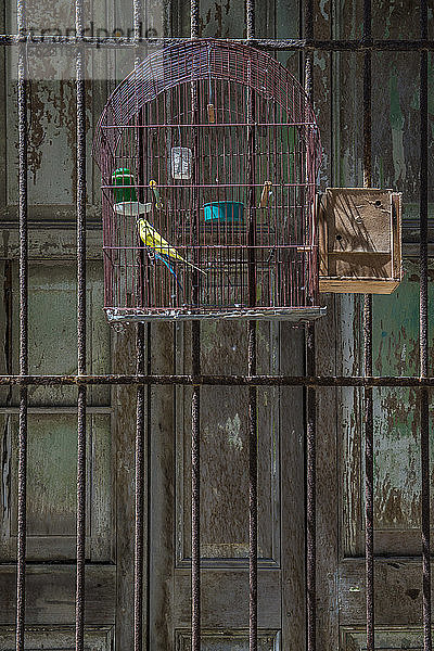 Zwei Wellensittiche (Melopsittacus Undulatus) sitzen Seite an Seite in einem Vogelkäfig  der an einem rustikalen Tor mit einer rustikalen grünen Tür im Hintergrund aufgehängt ist. in Centro Havana  La Habana  Kuba