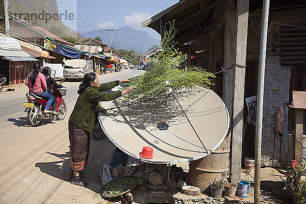 Eine Frau stellt Pflanzen zum Trocknen auf eine Satellitenschüssel in einer Straße in Nong Khiaw  Laos.